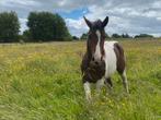 2-jarige aanhankelijke bonte ruin, Dieren en Toebehoren, Paarden, Springpaard, Minder dan 160 cm, Gechipt, Ruin