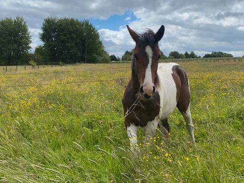 2-jarige aanhankelijke bonte ruin, Dieren en Toebehoren, Paarden, Ruin, Onbeleerd, Minder dan 160 cm, 0 tot 2 jaar, Springpaard