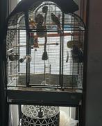 Cage oiseaux avec roulette, Enlèvement