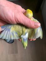 Forpus Cinnamon bont/ turquoise 2025, Dieren en Toebehoren, Vogels | Parkieten en Papegaaien, Geringd