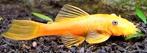 Albino ancistrus, Dieren en Toebehoren, Vis, Zoetwatervis