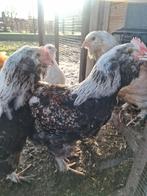 Duitse faverolles haantjes, Dieren en Toebehoren, Mannelijk, Kip