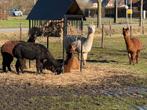 4 alpaca’s te koop, Dieren en Toebehoren, Overige Dieren, Meerdere dieren