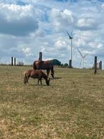 Shetlander merrie 6 jaar, Dieren en Toebehoren, Merrie, A pony (tot 1.17m), 3 tot 6 jaar
