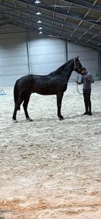 3 jarige springpaard te koop, Dieren en Toebehoren, Met stamboom, Springpaard, Hengst, 3 tot 6 jaar