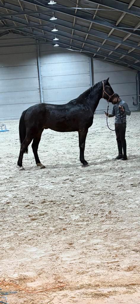 3 jarige springpaard te koop, Animaux & Accessoires, Chevaux, Étalon, 165 à 170 cm, 3 à 6 ans, Cheval de saut, Avec pedigree