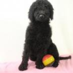 Labradoodle pups te koop (belgisch), Dieren en Toebehoren, België, CDV (hondenziekte), 8 tot 15 weken, Meerdere