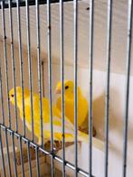 Kanarie koppel 2025, Dieren en Toebehoren
