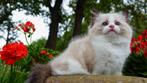 Super mooie en lieve ragdoll kitten met stamboom uit gezin !, Dieren en Toebehoren, Poes, Gechipt, 0 tot 2 jaar