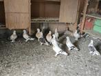 Duiven, Dieren en Toebehoren, Vogels | Duiven, Meerdere dieren, Overige soorten