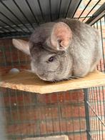 Chinchilla, Animaux & Accessoires, Rongeurs, Chinchilla