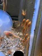Super red bristlenose, Dieren en Toebehoren, Vissen | Aquariumvissen