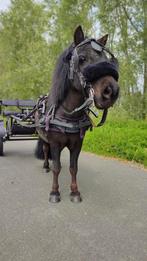 Shetlander rij/menpony, Ruin