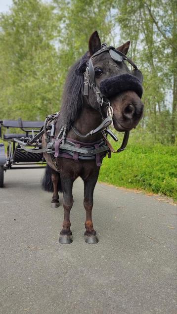 Shetlander rij/menpony, Dieren en Toebehoren, Pony's, Ruin