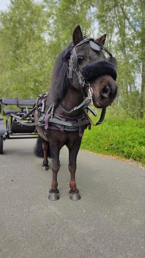 Shetlander rij/menpony, Dieren en Toebehoren, Pony's, Ruin