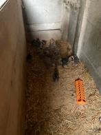 Jonge Mechelse koekoek, Dieren en Toebehoren, Meerdere dieren, Kip