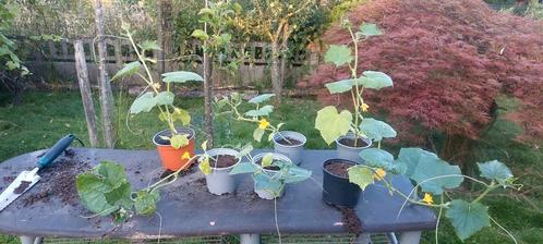 Augurk, veldkomkommer en tomatenplanten, Tuin en Terras, Planten | Tuinplanten, Ophalen