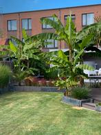 Winterharde bananenplanten, Tuin en Terras, Overige soorten, Zomer, 400 cm of meer, Ophalen