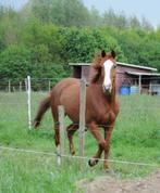 Darco springpaard merrie - drachtig, Dieren en Toebehoren, Merrie, Springpaard, Gechipt, Niet van toepassing
