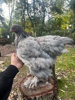 3 brahma hennen groothoender, Dieren en Toebehoren, Vrouwelijk, Kip