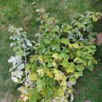 Gele frambozen planten, Tuin en Terras, Planten | Tuinplanten, Ophalen