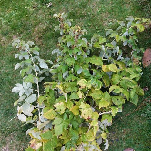 Gele frambozen planten, Tuin en Terras, Planten | Tuinplanten, Ophalen