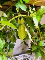 Wandelende bladeren Pulchriphyllium oyae "Chiang rai", Dieren en Toebehoren