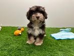Havanezer pups, Dieren en Toebehoren, België, Overige rassen, 8 tot 15 weken, CDV (hondenziekte)