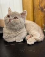Britse korthaar, Dieren en Toebehoren, Meerdere dieren, Gechipt, 0 tot 2 jaar
