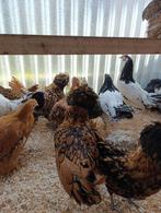 sier/krielkippen aan de leg begonnen + haan 0499 08 23 81, Meerdere dieren, Kip