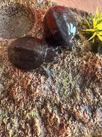 Aqaurium +2 schildpadjes en toebehoren, Dieren en Toebehoren, Vogels | Overige Vogels