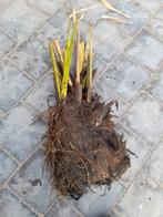 Thalia dealbata, Tuin en Terras, Ophalen