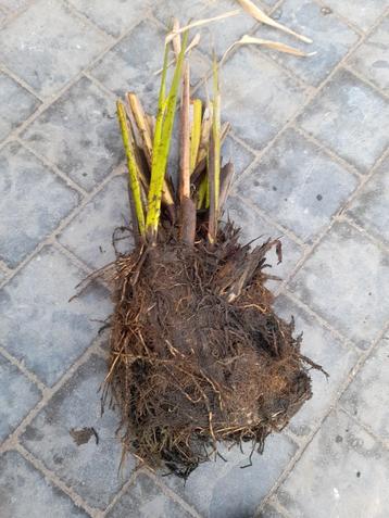 Thalia dealbata beschikbaar voor biedingen