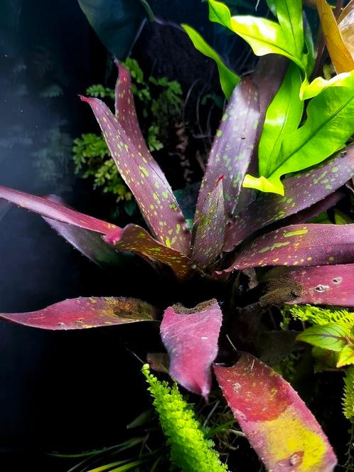 Bromelia neogerelia chlorosticta, Huis en Inrichting, Kamerplanten, Ophalen of Verzenden