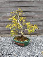 Bonsai Chinese iep, Tuin en Terras, Planten | Bomen, Ophalen