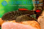 Bloody Mary Boneo hillstream loach - nieuw in de hobby, Vis, Zoetwatervis, Schoolvis