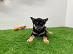 Shiba Inu pups, Dieren en Toebehoren, Honden | Poolhonden, Keeshonden en Oertypen, België, Overige rassen, 8 tot 15 weken, CDV (hondenziekte)