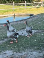 Toulouse ganzen, Dieren en Toebehoren