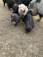 Gottinger biggetjes, Dieren en Toebehoren, Meerdere dieren, Varken, 0 tot 2 jaar