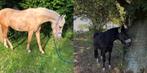 2 pony’s te koop, Dieren en Toebehoren, Paarden, Merrie, Minder dan 160 cm, Zadelmak, Gechipt