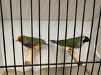 Koppel gouldamadines goulds te koop, Dieren en Toebehoren