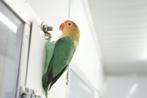 Agapornis Fisherie - Turquoise, Dieren en Toebehoren, Vogels | Parkieten en Papegaaien, Geslacht onbekend, Dwergpapegaai of Agapornis