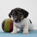 Jack Russell - Belgisch pups te koop, België, Jack Russell Terriër, Handelaar, CDV (hondenziekte)