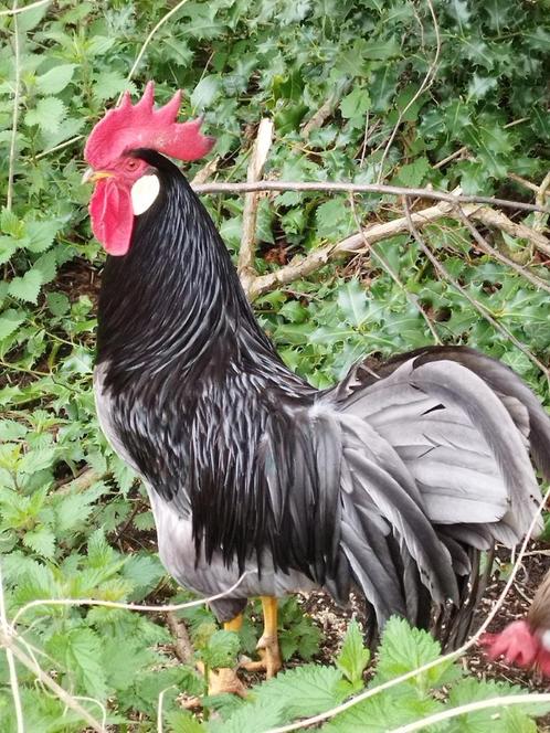 Blauwe leghorn broedeieren, Dieren en Toebehoren, Pluimvee