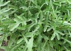 20 zaden fijne rucola, Tuin en Terras, Verzenden, Zaad