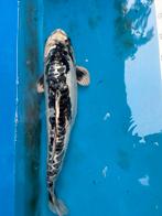 50 cm koi, Dieren en Toebehoren, Vissen | Vijvervissen, Karper of Koi