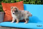 Kruising pups, België, CDV (hondenziekte), 8 tot 15 weken, Groot