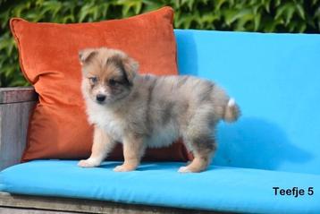 Kruising pups  beschikbaar voor biedingen