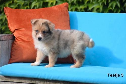 Kruising pups, Dieren en Toebehoren, Honden | Niet-rashonden, Groot, Meerdere dieren, Fokker | Professioneel, Meerdere, België