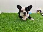 Franse Buldog pups